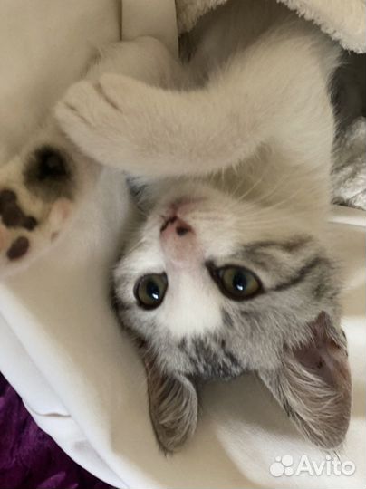 Котенок в добрые руки