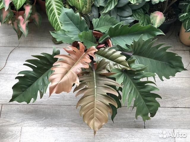 Филодендрон Плуто карамель