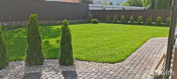 Рулонный газон с укладкой