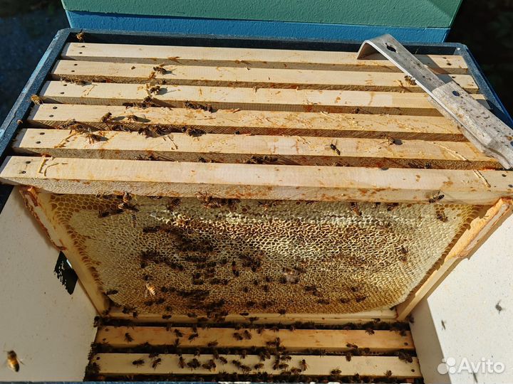 Мед со своей пасеки, разнотравье, сбор 2024 г