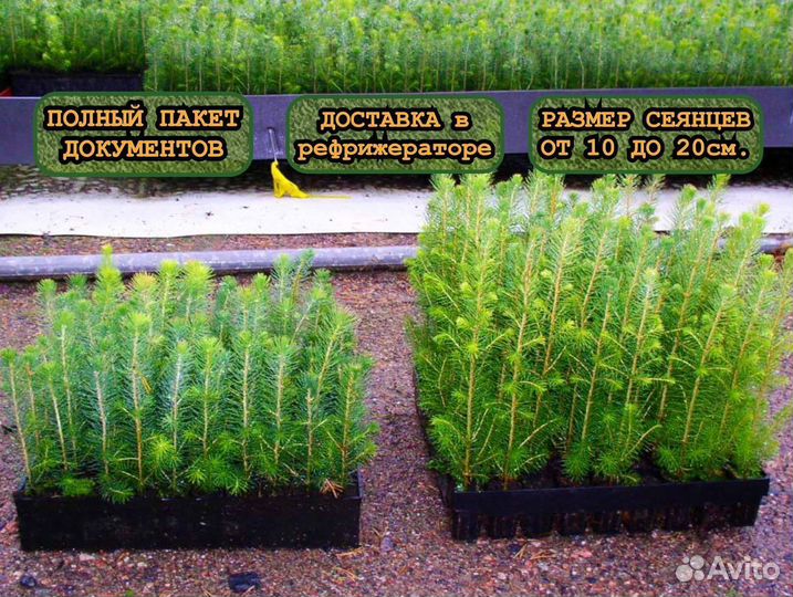 Сеянцы зкс ели и сосны