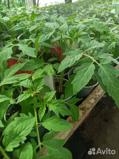 Рассада овощей