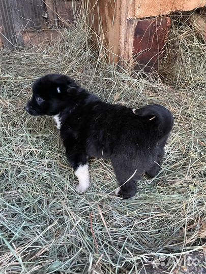 Собаки щенки