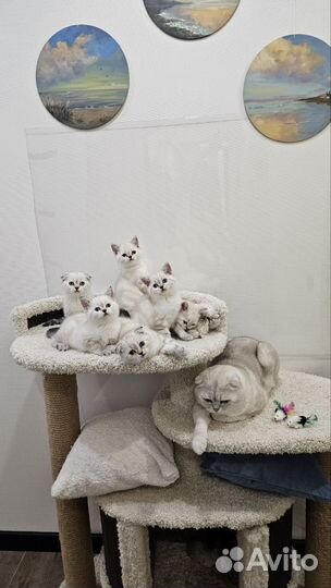 Шотландские котята