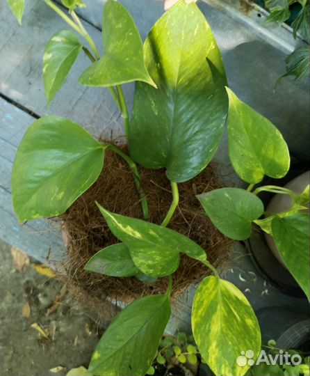 Сциндапсус молодой и сциндапсус на опоре