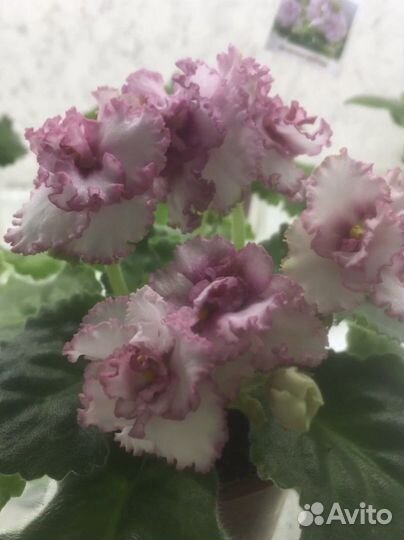 Листочки фиалок