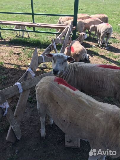Овцы тексель