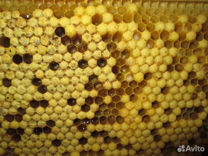 Трутнёвое Молочко - 2023 г. (Трутнёвый Гомогенат)