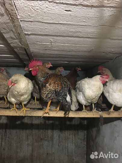 Яйца куриные домашние