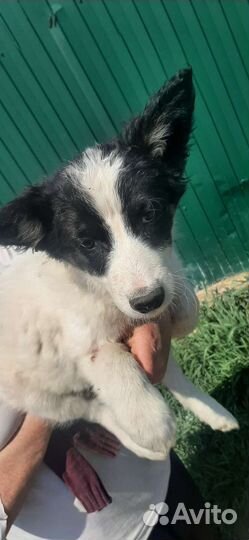 Щенки в добрые руки