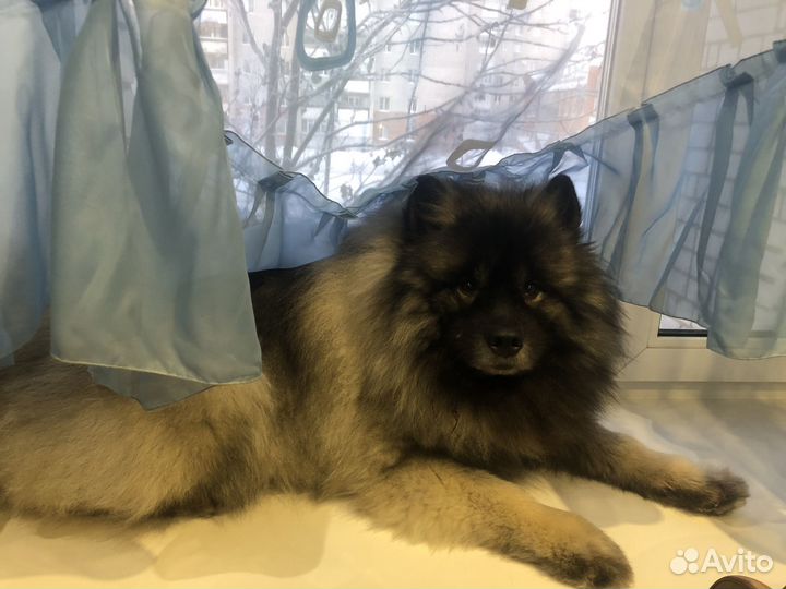 Животные вязка