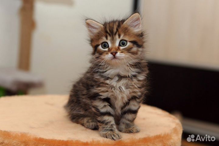 Тигрово-полосатые сибирские котята