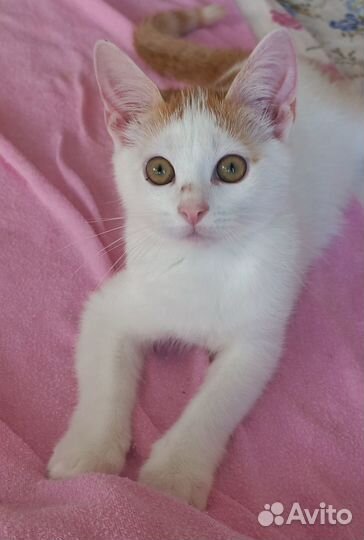 Котёнок мальчик