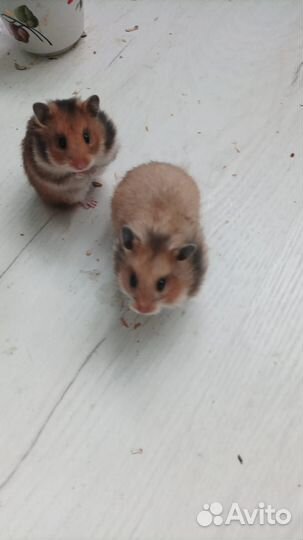 Сирийский хомяк бесплатно