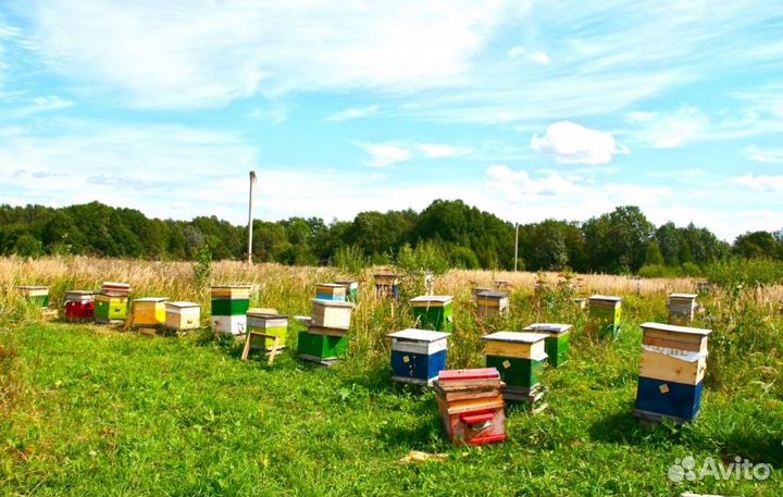 Мёд натуральный алтайский опт