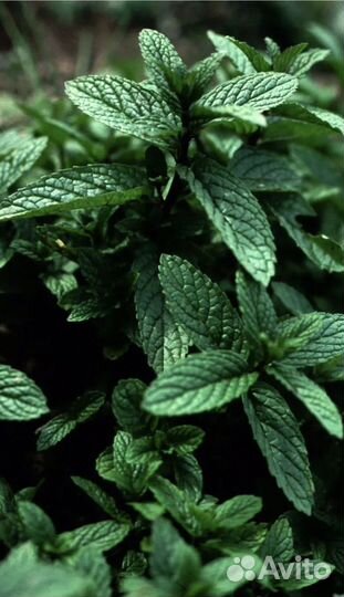 Ирисы бородатые. Живучка ползучая, Купчиха