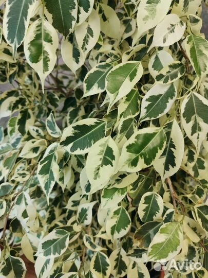 Фикусы Бенджамина