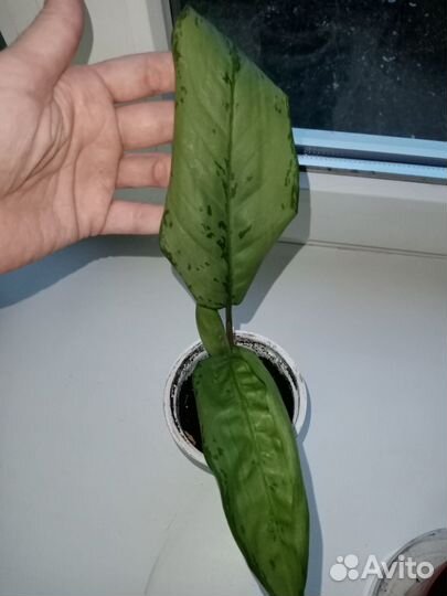 Комнатные цветы