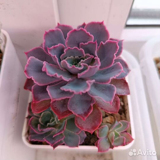 Суккуленты