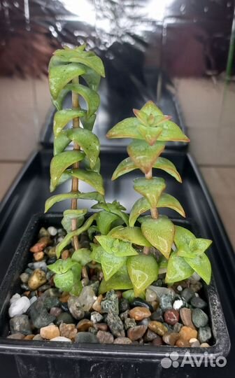 Крассулы / Суккуленты