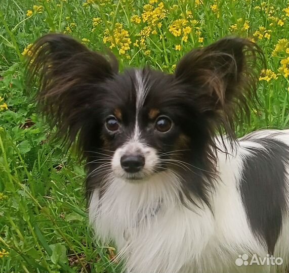 Щенок папийона