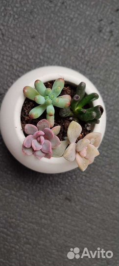 Суккуленты микс в горшочках