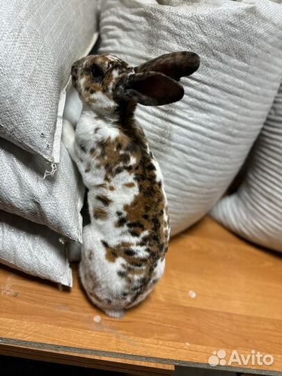 Кролики мясных пород, рексы и другие породы