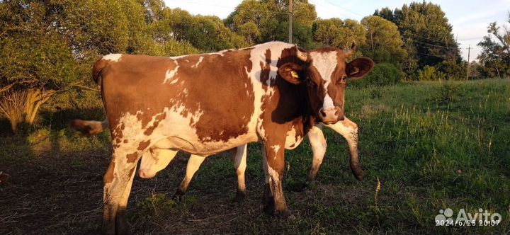 Тёлки стельные