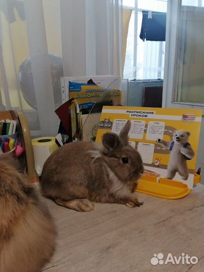 Декоративные кролики