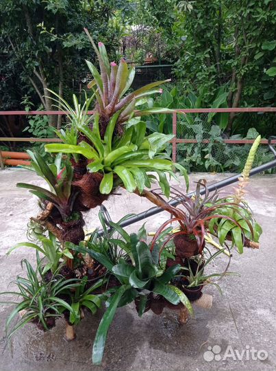 Композиция из Бромелий и Тилландсий