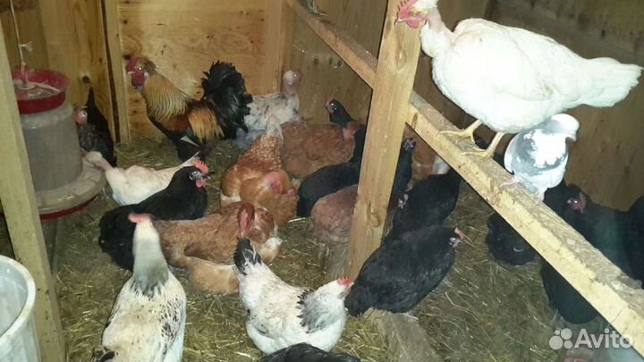 Сельхохозяйственная птица