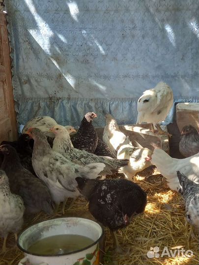 Курочки несушки