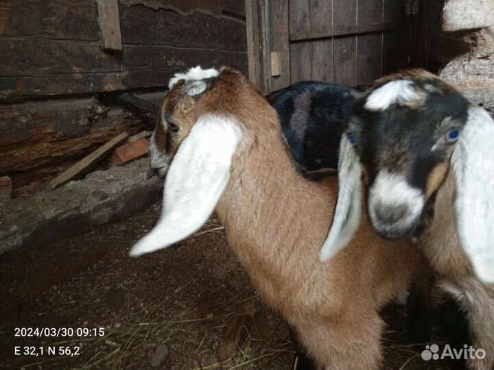 Нубийские козы