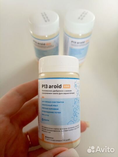 Монстера Индо Минт