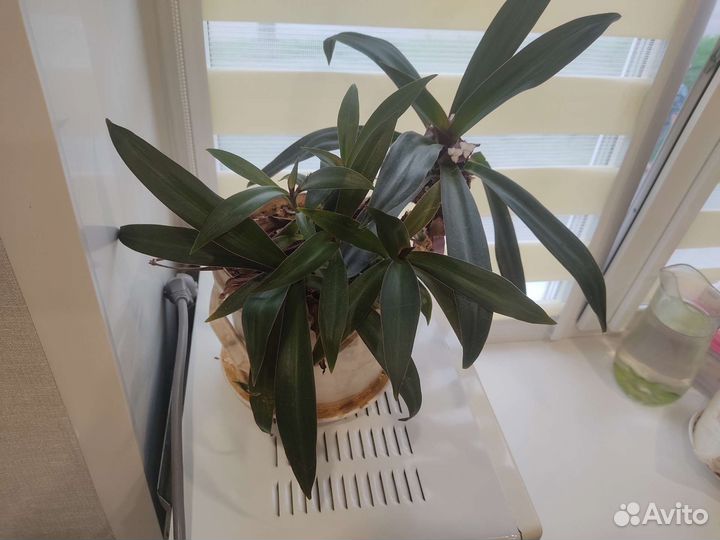 Кордилина киви и ноев ковчег