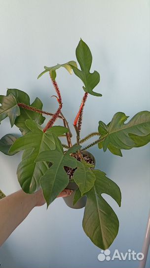 Филодендрон