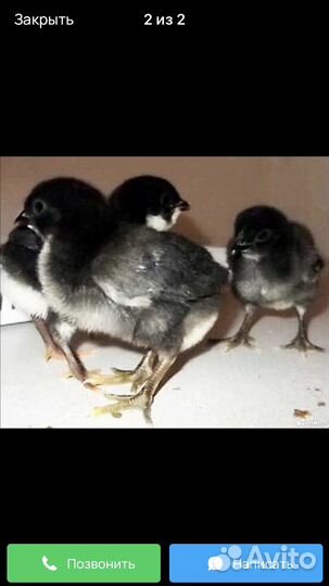 Инкубационное яйцо «джерсийский гигант»