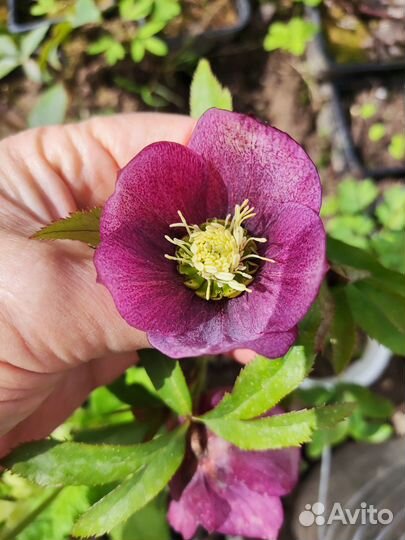 Цветы для сада