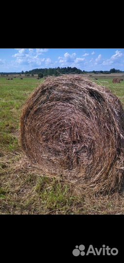 Сено в рулонах