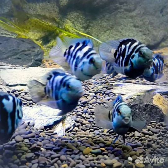 Аквариумные рыбки