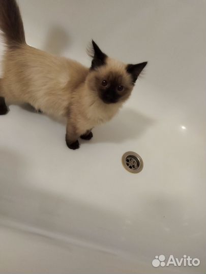 Сиамский котёнок
