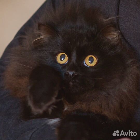 Котик в добрые руки