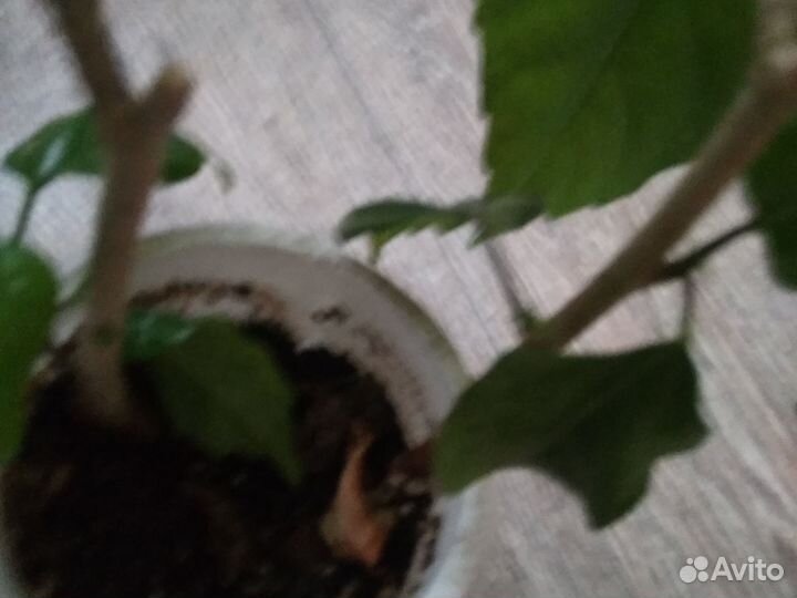 Гибискус (китайская роза)