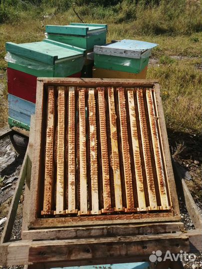 Мед липовый 2024 года доставка бесплатно