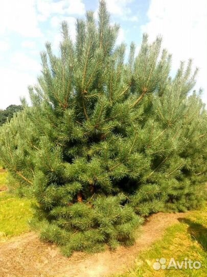 Саженцы сосны обыкновенной 40-50 см с зкс