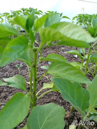 Рассада цена договорная