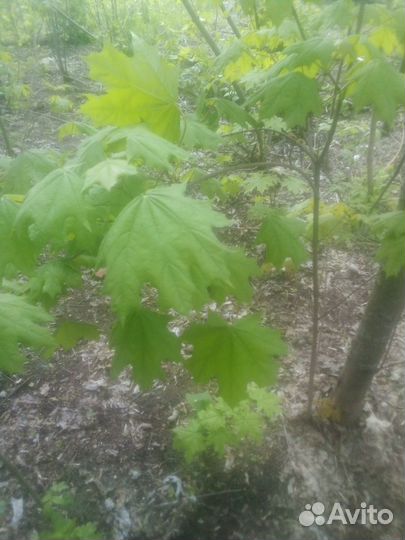Саженцы клён Остролистный