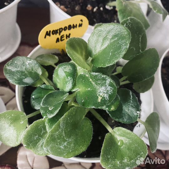 Фиалки сортовые