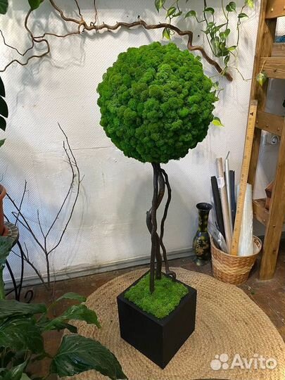 Деревья из стабилизированного мха