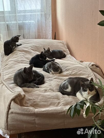 Отдам бесплатно котят